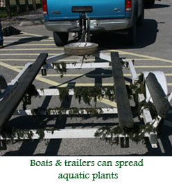 Boats and trailers can spread aquatic plants